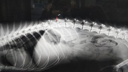 ヘルニアの症例写真